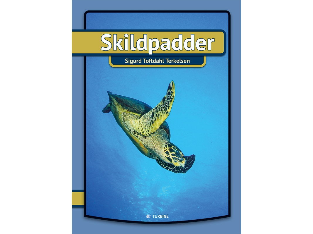 Skildpadder | Sigurd Toftdahl Terkelsen