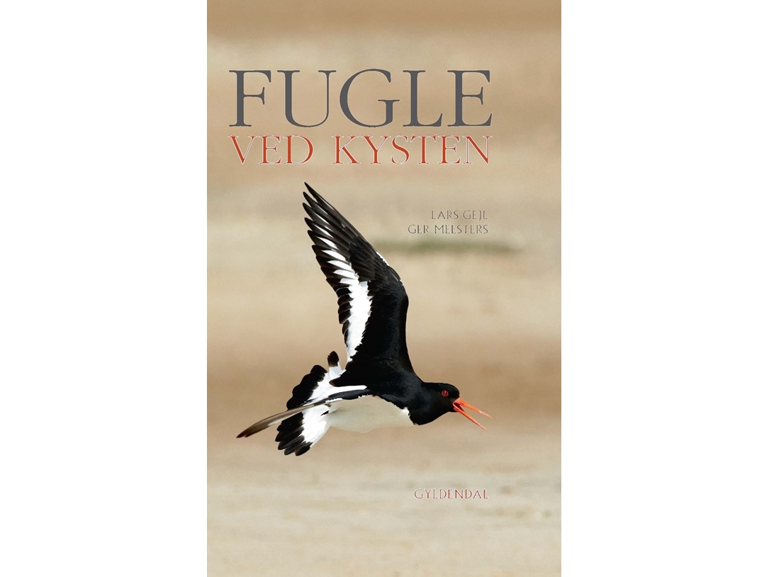 Fugle ved kysten | Lars Gejl Ger Meesters