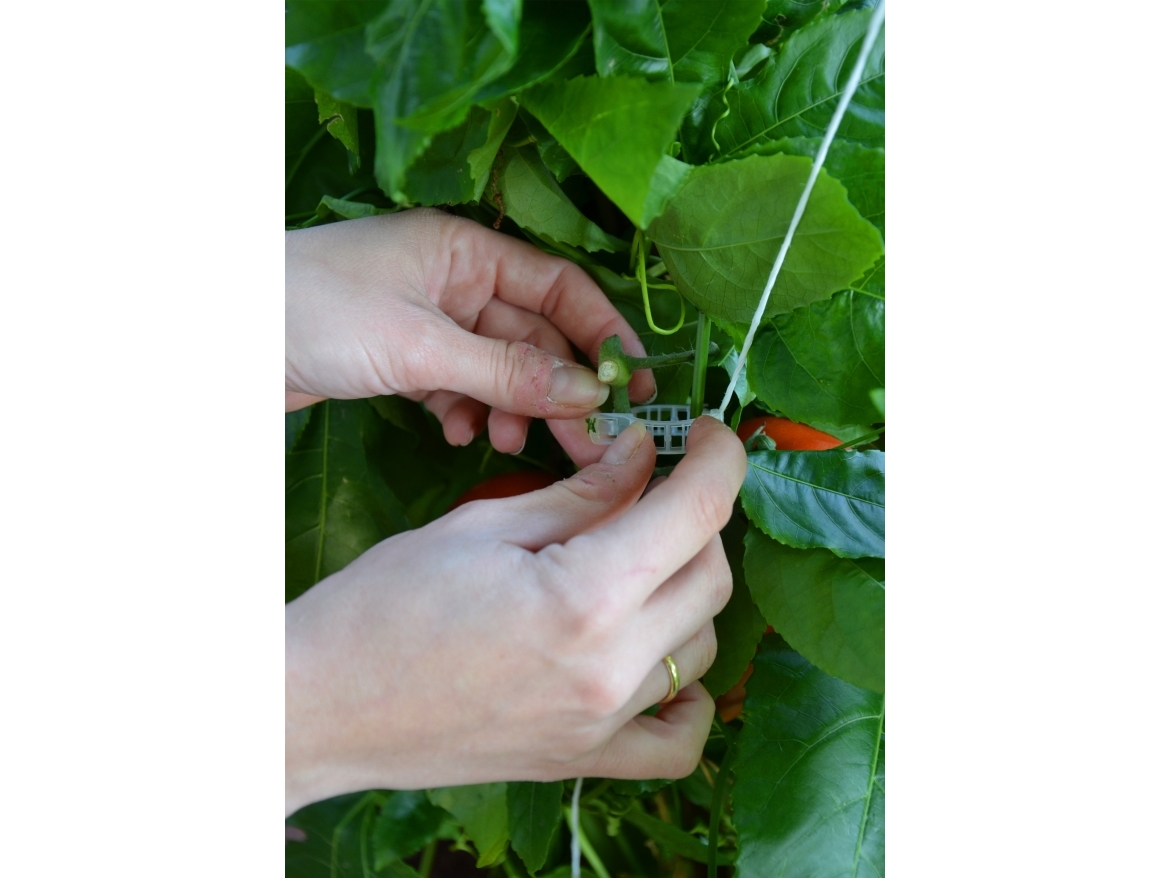 Palram - Canopia Växthusbindningskit Pro (540-071) | Trädgården - Växthus - Växthus | GameStuff