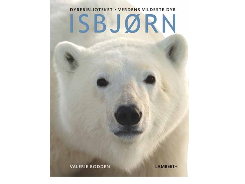 Isbjørn | Valerie Bodden