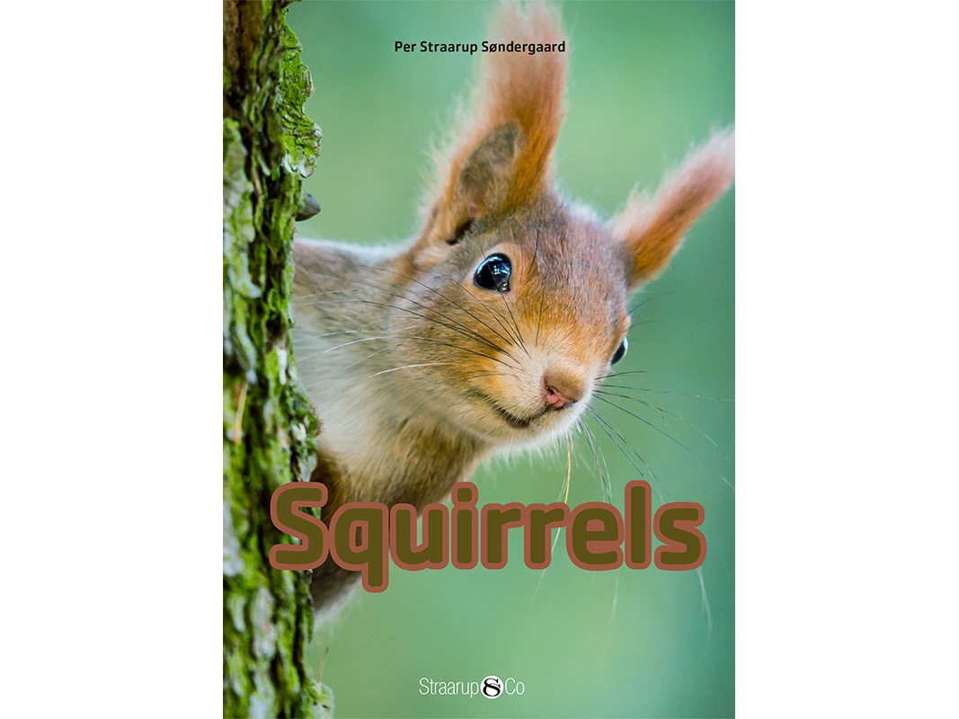 Squirrels | Per Straarup Søndergaard