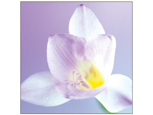 Billede af Da Vinci Davinci Hvid Blomst Carnet 16X16 Cm+ Konvolut ( B2w 202 002)