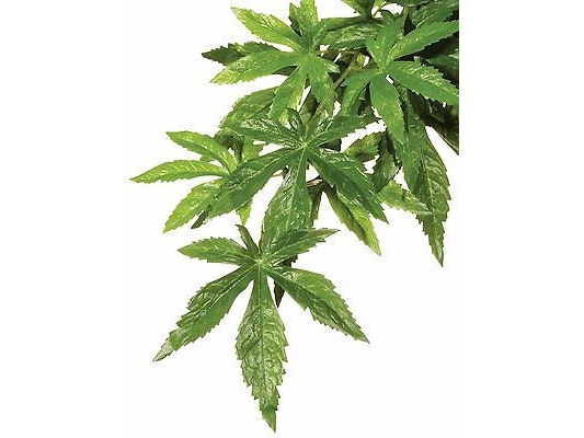 Kunstig Plante - Silke Abuliton, M