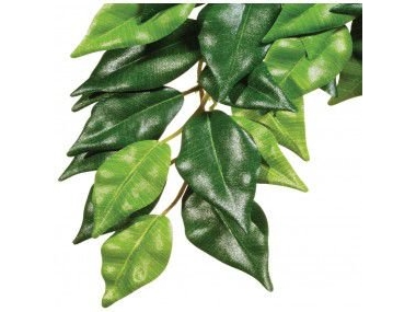 Hagen Exoterra Plante Ficus S