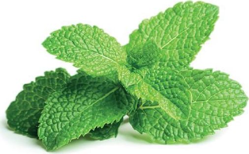 Click And Grow Click&Ampgrow Saatgutkapseln Smart Soil Peppermint 3Er-Pack