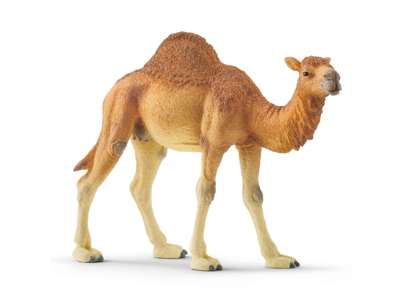 Schleich Dromedary | Andra leksaksmärken - Krypning | GameStuff