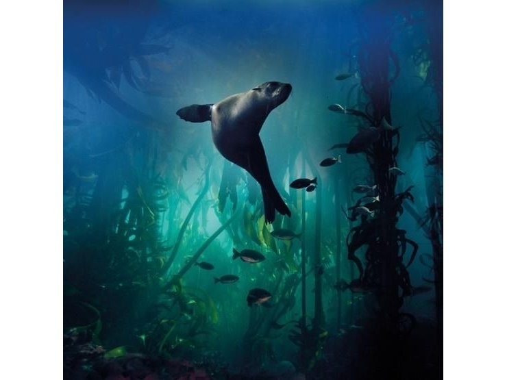 Billede af Museums & Galleries Karnet Kwadrat Z Kopert Galapagos Sea Lion
