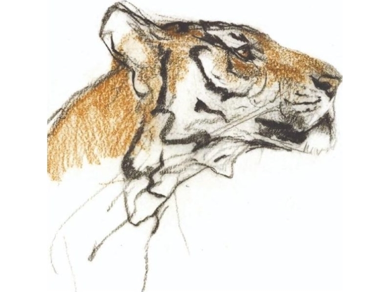 Billede af Museums & Galleries Karnet Kwadrat Z Kopert Head Of A Tiger