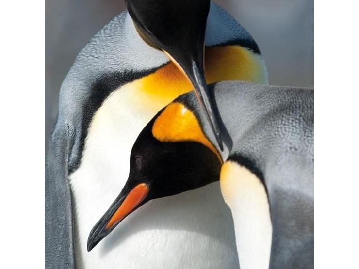 Billede af Museums & Galleries Karnet Kwadrat Z Kopert King Penguins