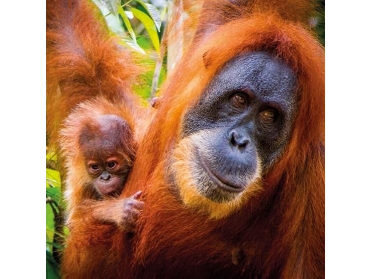 Billede af Museums & Galleries Karnet Kwadrat Z Kopert Sumatran Orangutan And Ba
