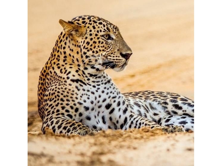Billede af Museums & Galleries Karnet Kwadrat Z Kopert Leopard In Sand