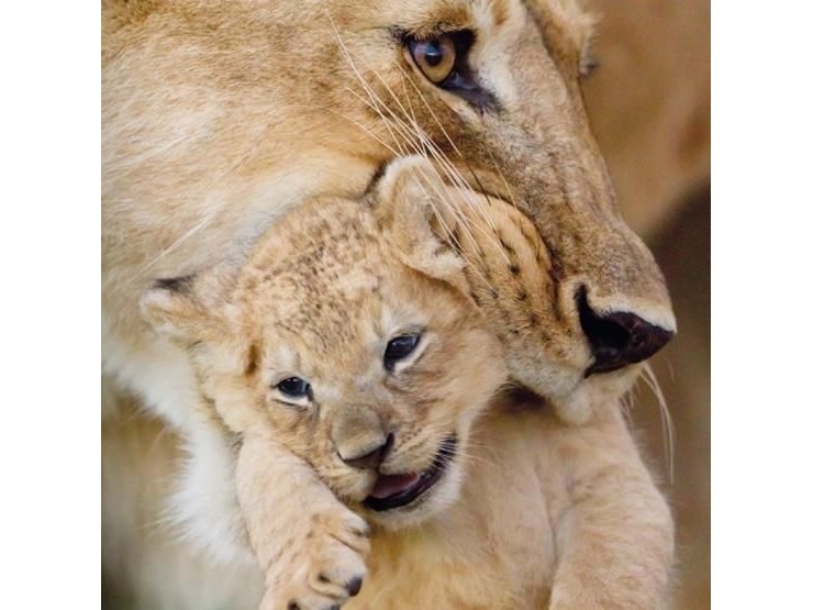 Billede af Museums & Galleries Karnet Kwadrat Z Kopert Lioness And Cub