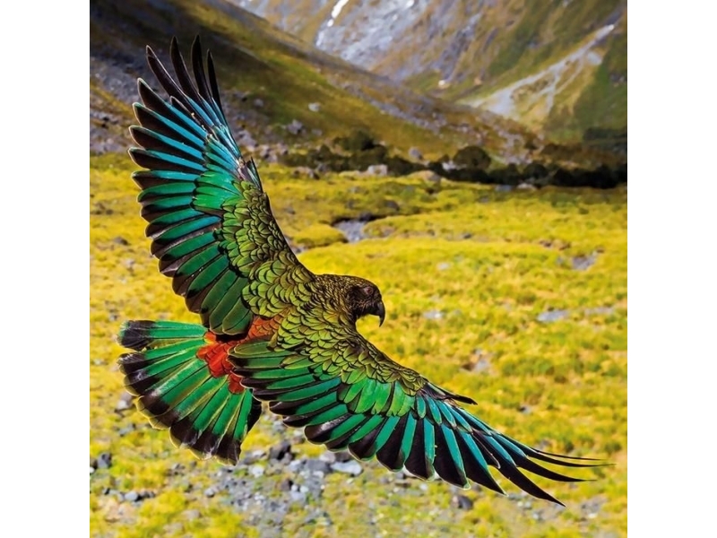 Billede af Museums & Galleries Karnet Kwadrat Z Kopert Alpine Parrot