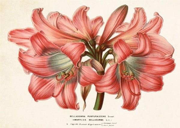 Skona Ting Ticket St336 B6 + A Beautiful Amaryllis Envelope