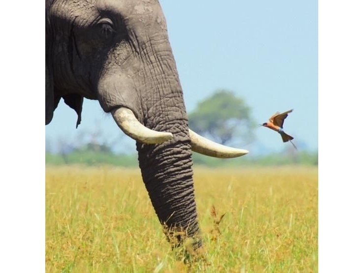Billede af Museums & Galleries Karnet Kwadrat Z Kopert African Bull Elephant