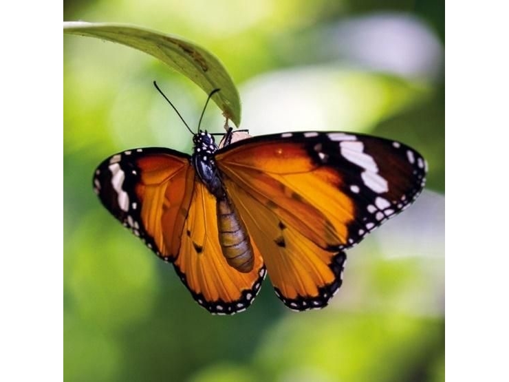 Billede af Museums & Galleries Karnet Kwadrat Z Kopert Tiger Butterfly
