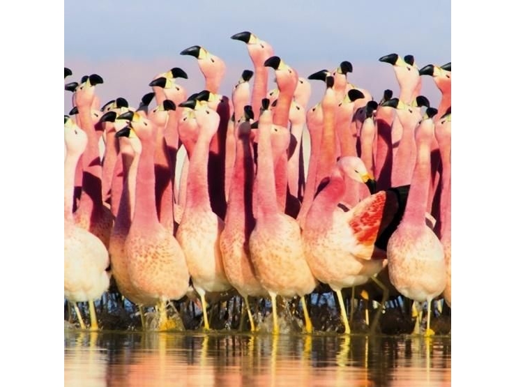 Billede af Museums & Galleries Karnet Kwadrat Z Kopert Andean Flamingoes