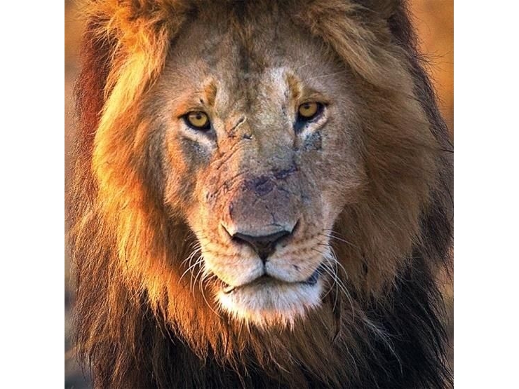 Museums & Galleries Karnet Kwadrat Z Kopertą Male Lion