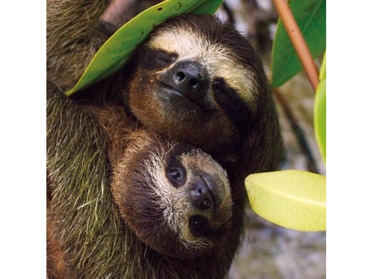 Billede af Museums & Galleries Karnet Kwadrat Z Kopert Three-Toed Pygmy Sloth