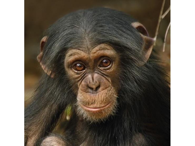 Billede af Museums & Galleries Karnet Kwadrat Z Kopert Baby Chimp