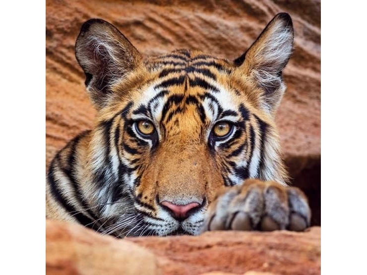 Billede af Museums & Galleries Karnet Kwadrat Z Kopert Tiger Cub