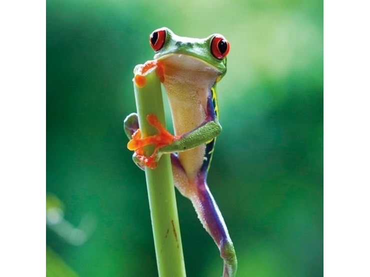 Billede af Museums & Galleries Karnet Kwadrat Z Kopert Red Eyed Frog