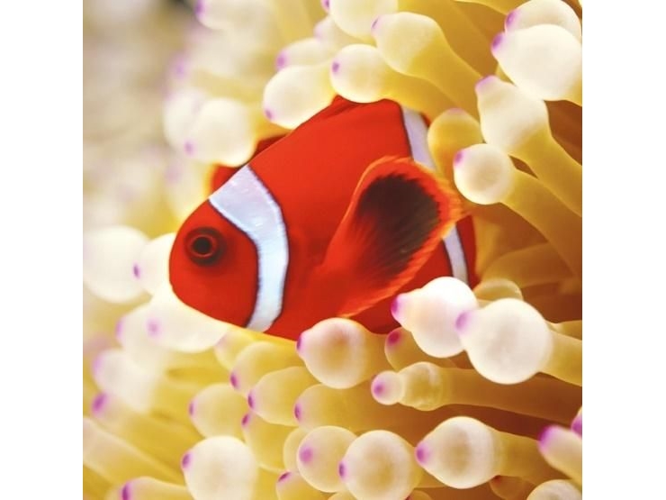 Billede af Museums & Galleries Karnet Kwadrat Z Kopert Clownfish In Sea Anemone