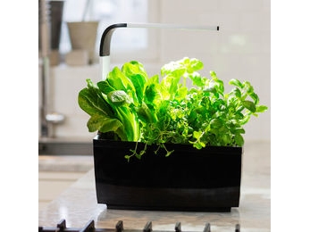 TREGREN Keittiöpuutarha