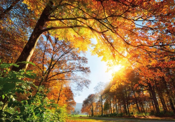 Tri-fold kalender - Efterårslandskab (T-106T-10)