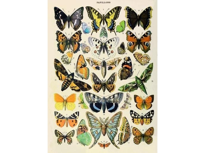 Madame Treacle B6 Carnet Mit Umschlag Schmetterlinge