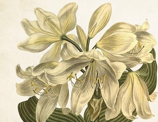 Skønt Ting Karnet St393 B6 + Kuvert Hvid Amaryllis