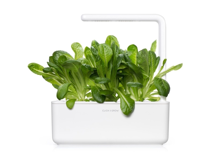 Click & Grow SGR50x3, Spiselig plante, Salat, Genopfyldning, Hurtig producent (3-5 uger), 2- 14 dage, 18 - 24 måned(er)