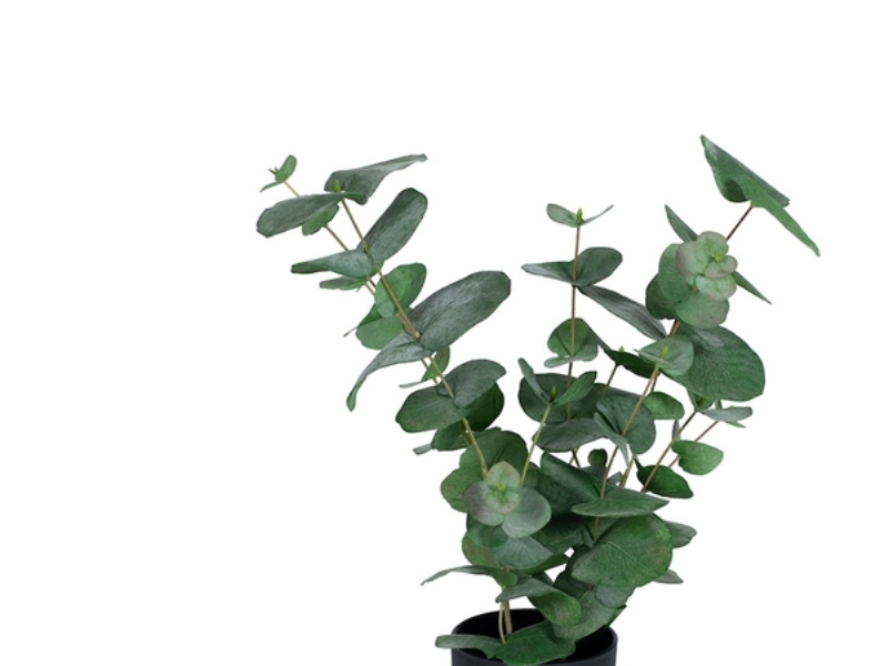 Eucalyptus, 500 mm | Möbler - Bord - Tillbehör | GameStuff