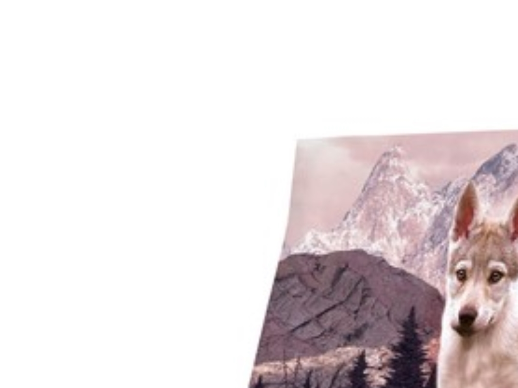 Carnilove Valpfoder Lax &amp Kalkon 4kg | Sällskapsdjur - Hund - Hundmat | GameStuff