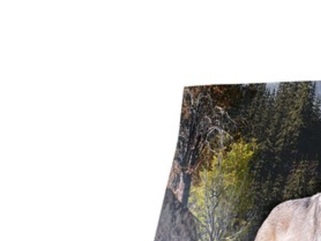 Carnilove Salmon For Adult 4kg