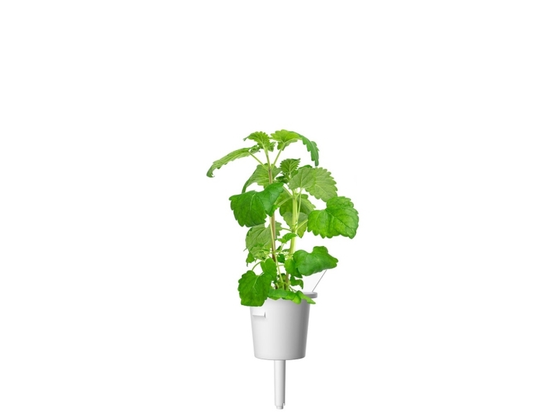 Click & Grow Click and Grow Smart Garden Refill 3-pack - Catnip