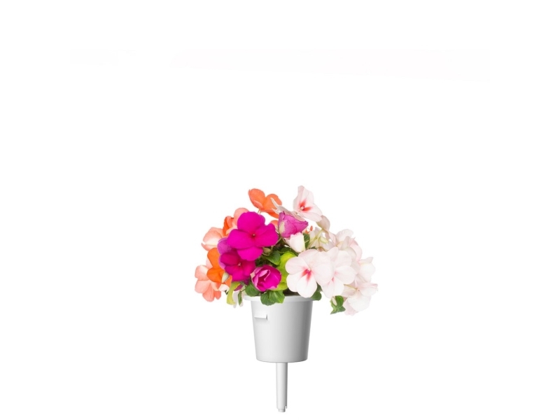 Click & Grow Smart Garden refill Busy Lizzie 3 stk