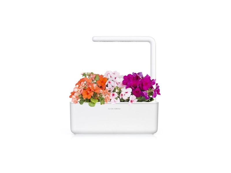 Click & Grow Smart Garden refill Busy Lizzie 3 stk