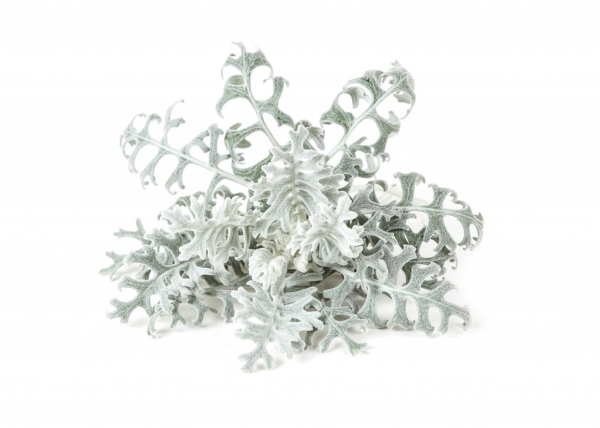 Click &Amp Grow Samen Für Smart Pot - Dusty Miller, 3 Stück.