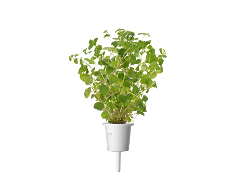Click & Grow Click and Grow - Smart Garden Refill 3-pack Oregano