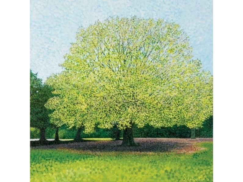 Susan Entwistle Karte Mit Umschlag Beech Ferns