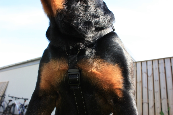 Dogman H-Geschirr Iris Schwarz Xs/S