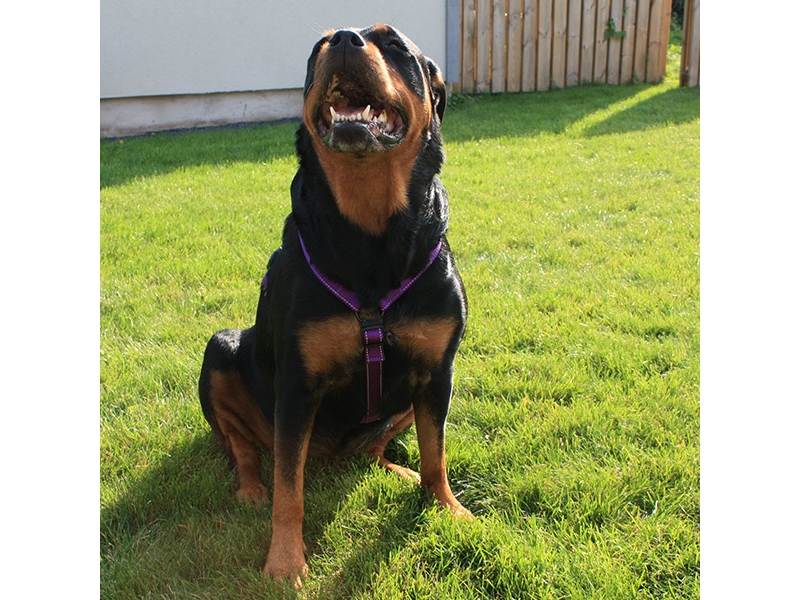 DOGMAN H-sele Iris lila 20mm