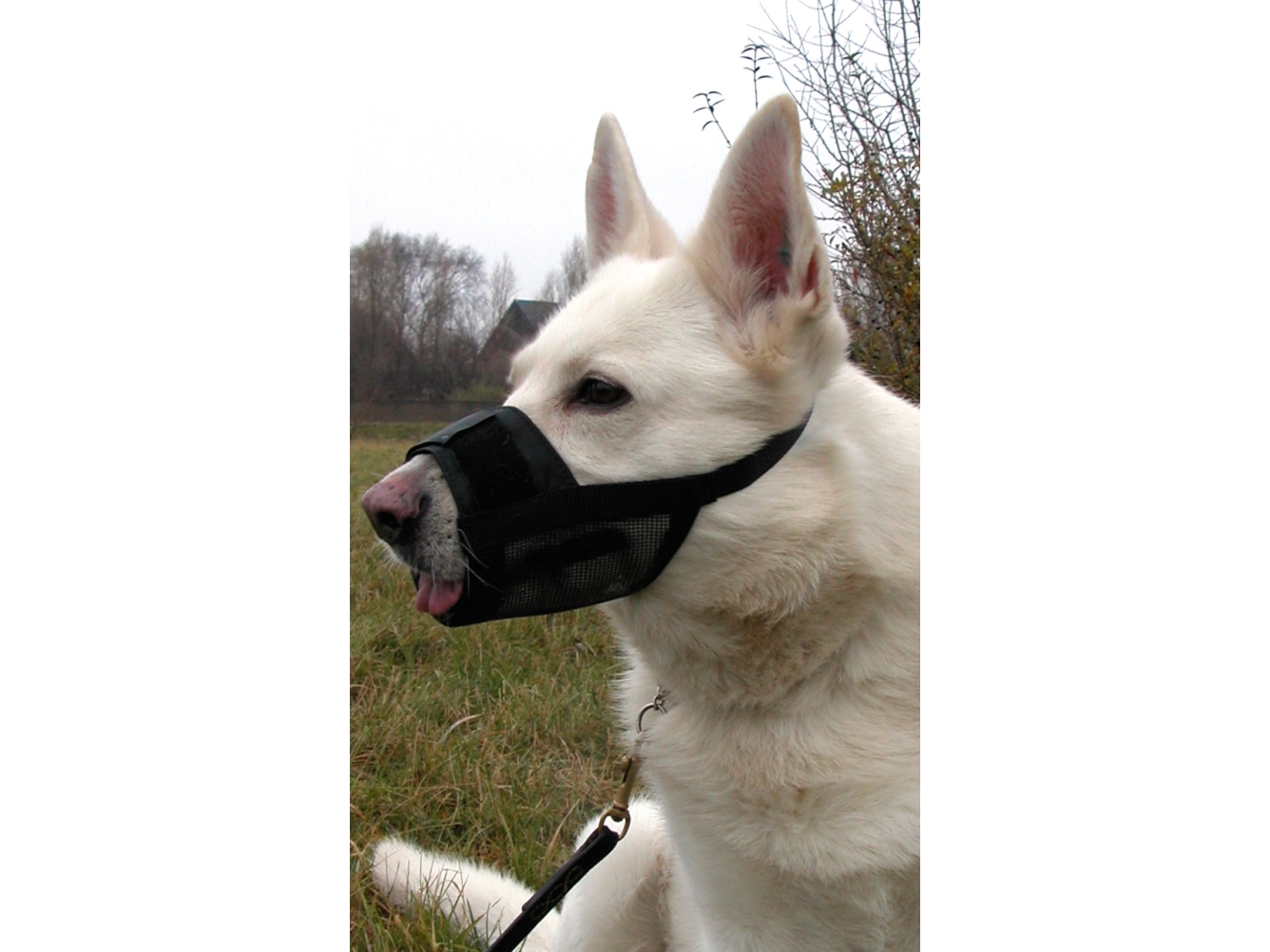 DOGMAN Snuteparti svart nylon S