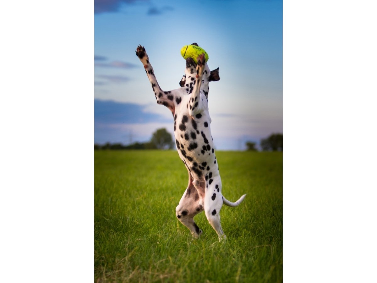 KONG Hundelegetøj AirDog Squeaker Football Small 8cm