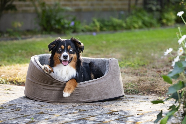 Dogman Bett Mit Hohem Rand Sherpa Braun S