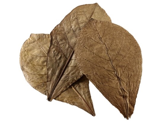 HOBBY Catappa blad Nano 12stk