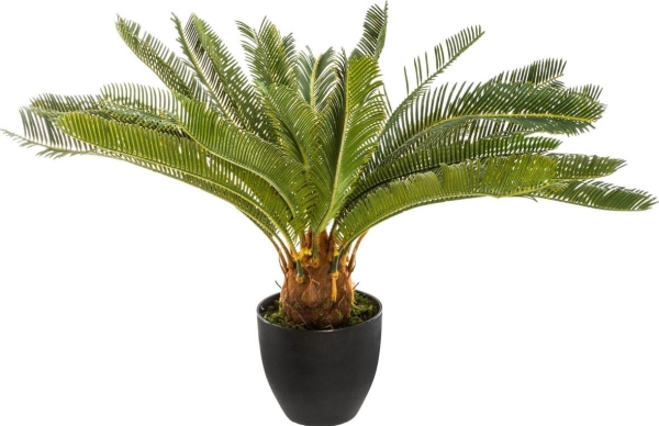 Atmosphera Palme Im Topf 68 Cm