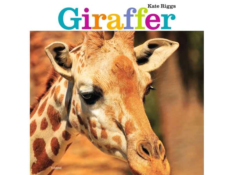 Giraffer | Kate Riggs