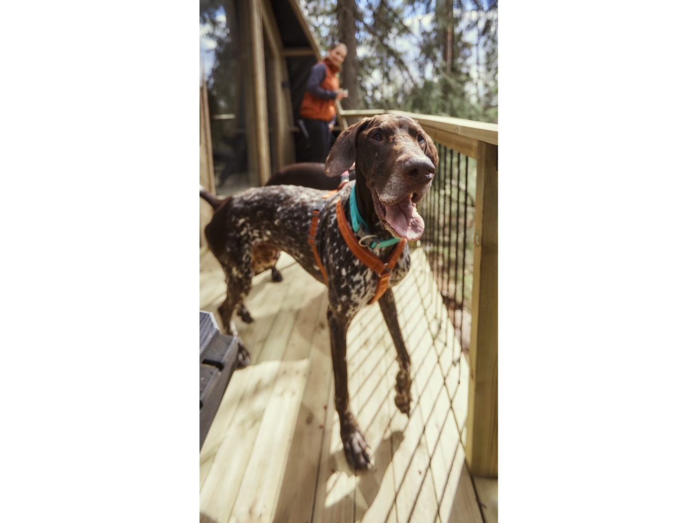 Hurtta Casual Y-harness ECO, 45-55 cm, cinnamon | Sällskapsdjur - Hund - Hundseler | GameStuff